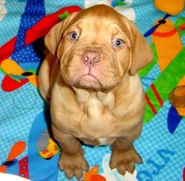 Photos: Dogue de Bordeaux (Dog standard) (pictures, images)