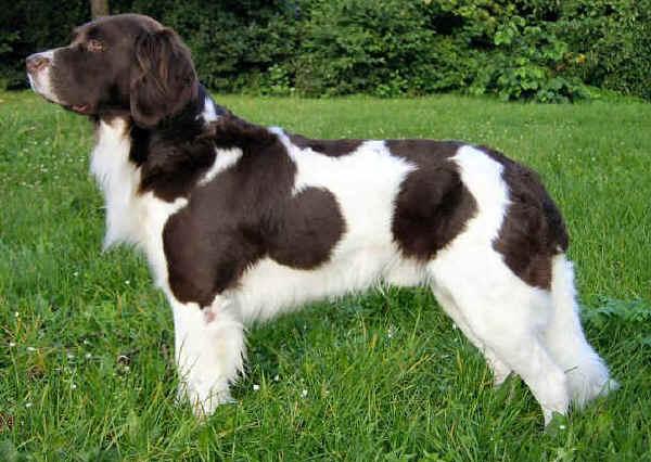 Photos: Drentsche partridge dog (Dog standard) (pictures, images)