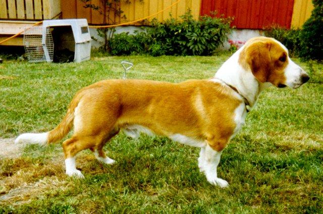 Photos: Drever (Dog standard) (pictures, images)