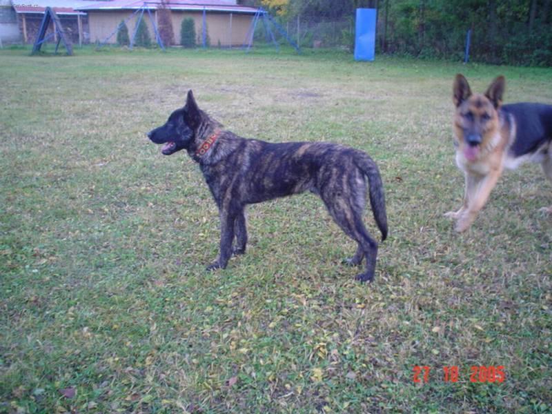 Photos: Dutch shepherd dog (Dog standard) (pictures, images)