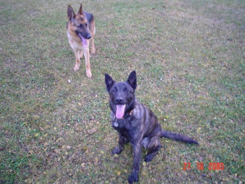 Photos: Dutch shepherd dog (Dog standard) (pictures, images)