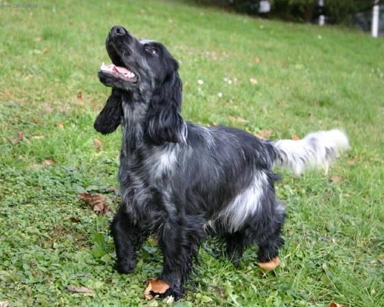 Photos: English cocker spaniel (Dog standard) (pictures, images)