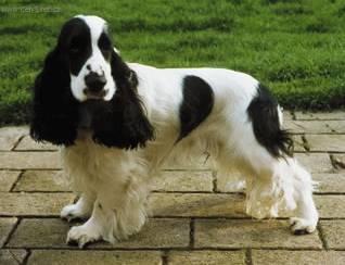 Photos: English cocker spaniel (Dog standard) (pictures, images)