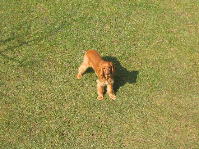 Photos: English cocker spaniel (Dog standard) (pictures, images)