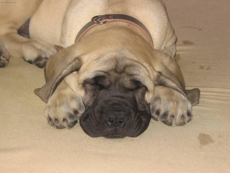 Photos: English Mastiff (Dog standard) (pictures, images)