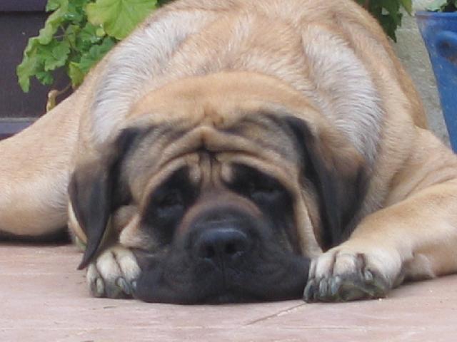 Photos: English Mastiff (Dog standard) (pictures, images)