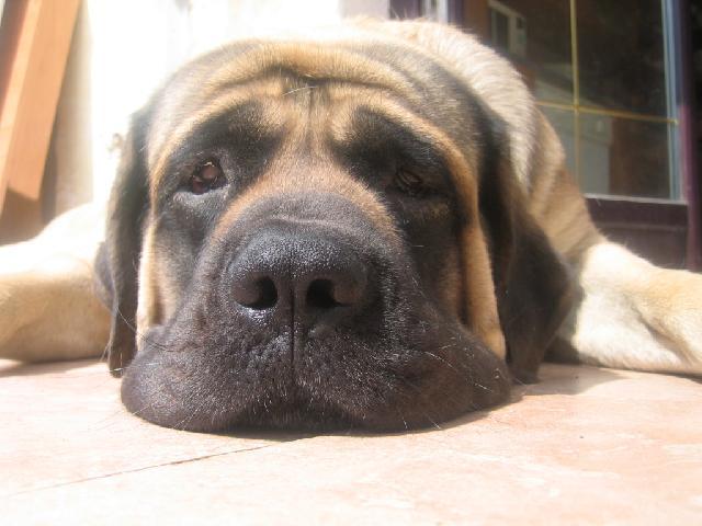 Photos: English Mastiff (Dog standard) (pictures, images)