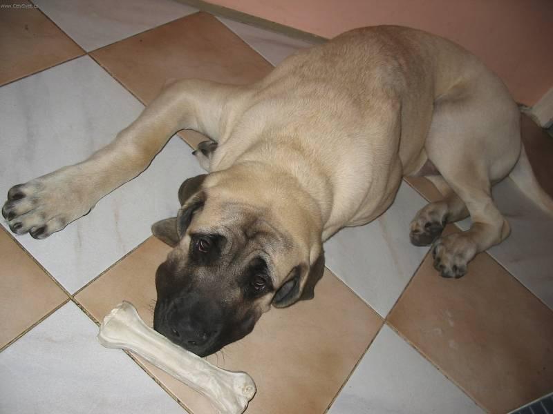 Photos: English Mastiff (Dog standard) (pictures, images)