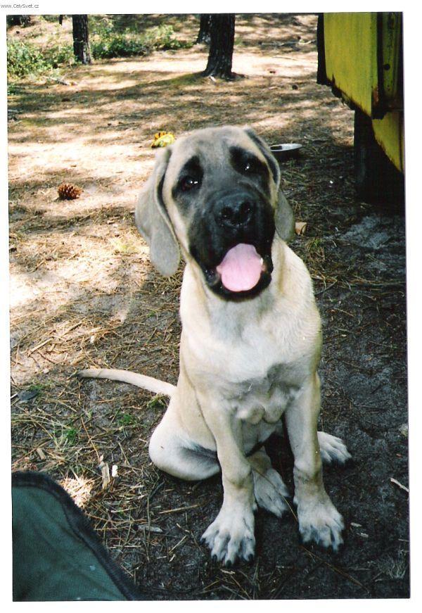 Photos: English Mastiff (Dog standard) (pictures, images)