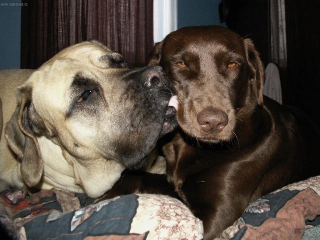 Photos: English Mastiff (Dog standard) (pictures, images)