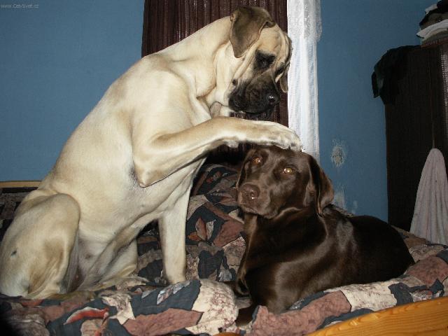 Photos: English Mastiff (Dog standard) (pictures, images)