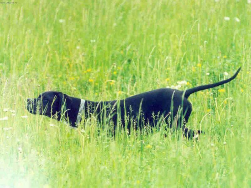 Photos: English pointer (Dog standard) (pictures, images)