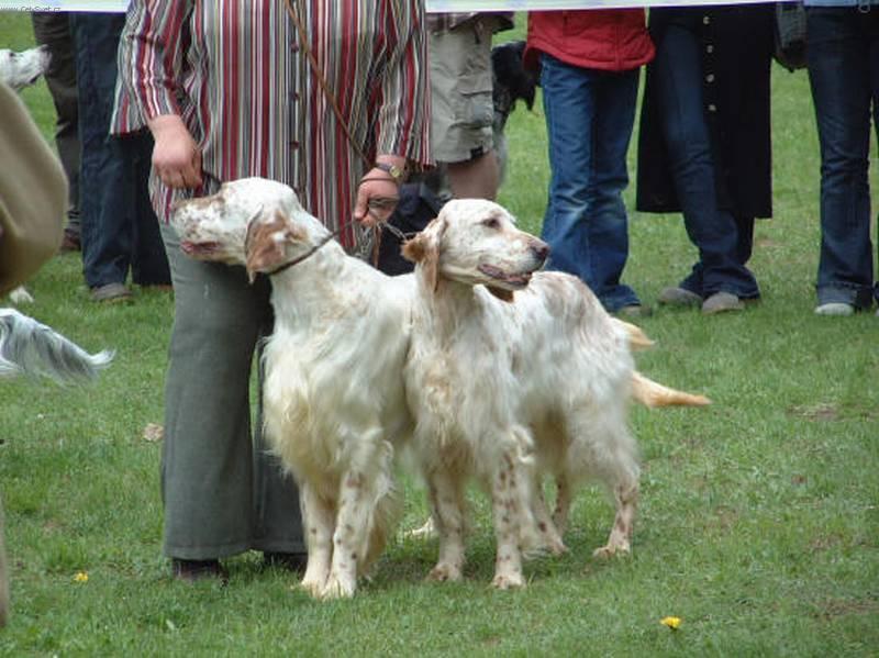 Photos: English setter (Dog standard) (pictures, images)