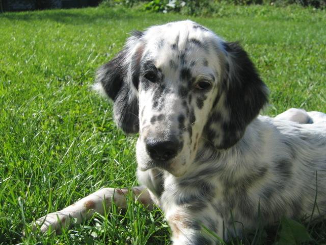 Photos: English setter (Dog standard) (pictures, images)