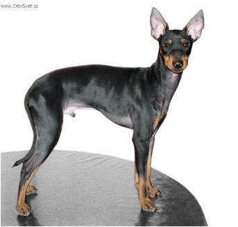 Photos: English toy terrier (Dog standard) (pictures, images)