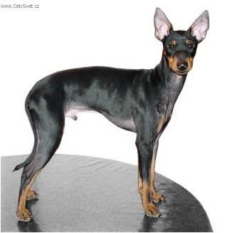 Photos: English toy terrier (Dog standard) (pictures, images)