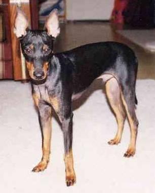 Photos: English toy terrier (Dog standard) (pictures, images)