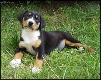 entlebuch cattle dog