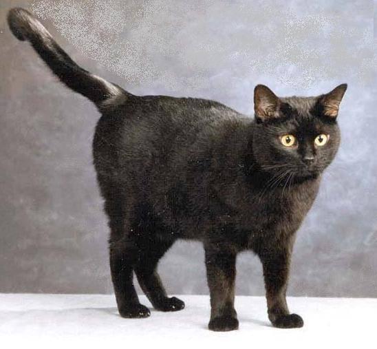Photos: European Shorthair (Cat) (pictures, images)