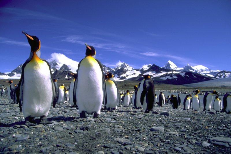 Photos: Falkland Islands (Islas Malvinas) (pictures, images)