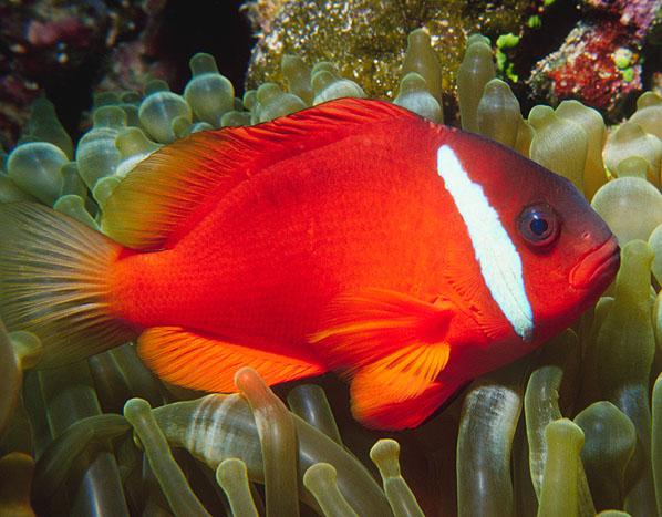 Photos: Fiji (pictures, images)