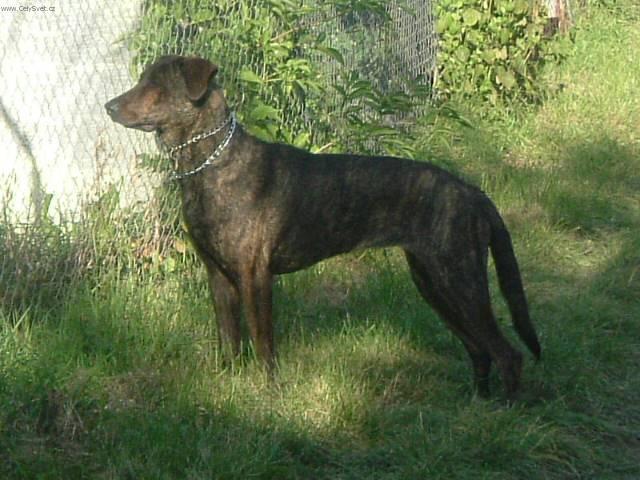 Photos: Fila brasileiro (Dog standard) (pictures, images)