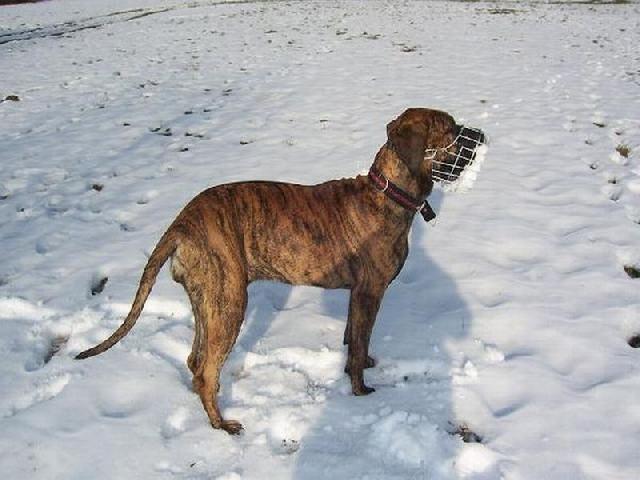 Photos: Fila brasileiro (Dog standard) (pictures, images)