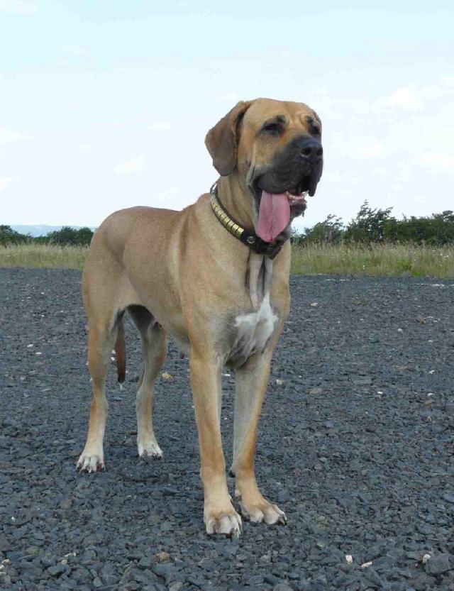 Photos: Fila brasileiro (Dog standard) (pictures, images)