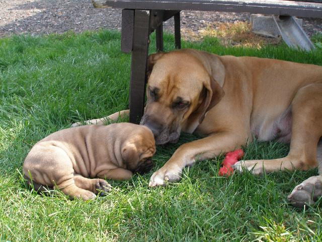 Photos: Fila brasileiro (Dog standard) (pictures, images)