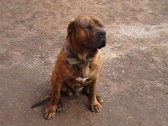 Photos: Fila brasileiro (Dog standard) (pictures, images)
