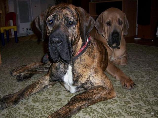 Photos: Fila brasileiro (Dog standard) (pictures, images)