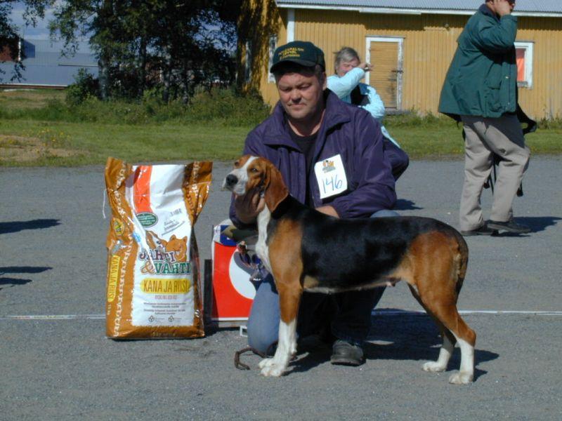 Photos: Finnish hound (Dog standard) (pictures, images)