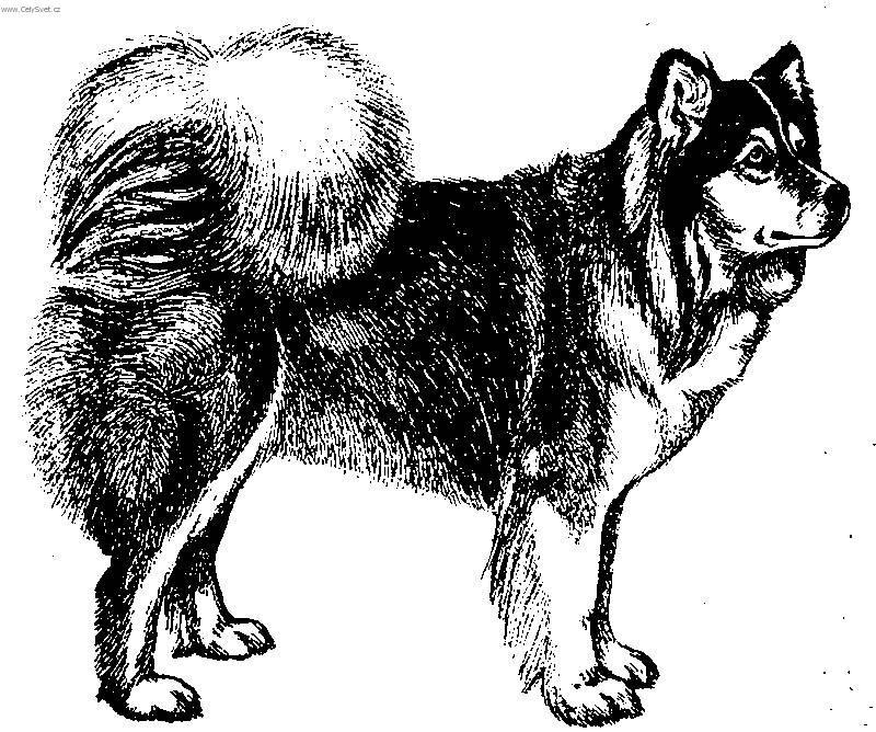 Photos: Finnish lapphund (Dog standard) (pictures, images)
