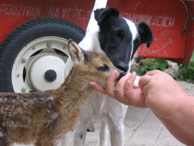 Photos: Fox terrier smooth (Dog standard) (pictures, images)