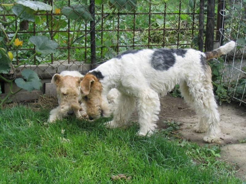 Photos: Fox terrier wire (Dog standard) (pictures, images)