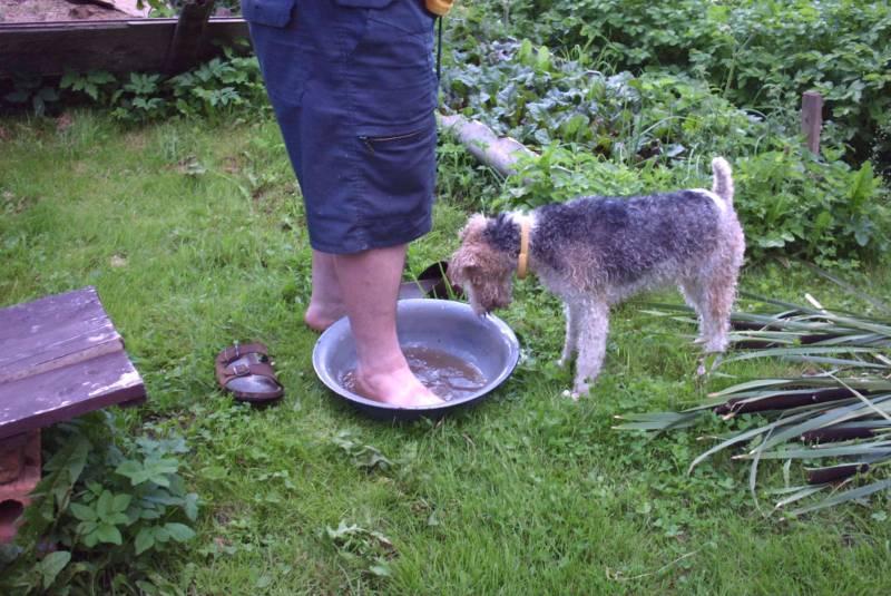 Photos: Fox terrier wire (Dog standard) (pictures, images)