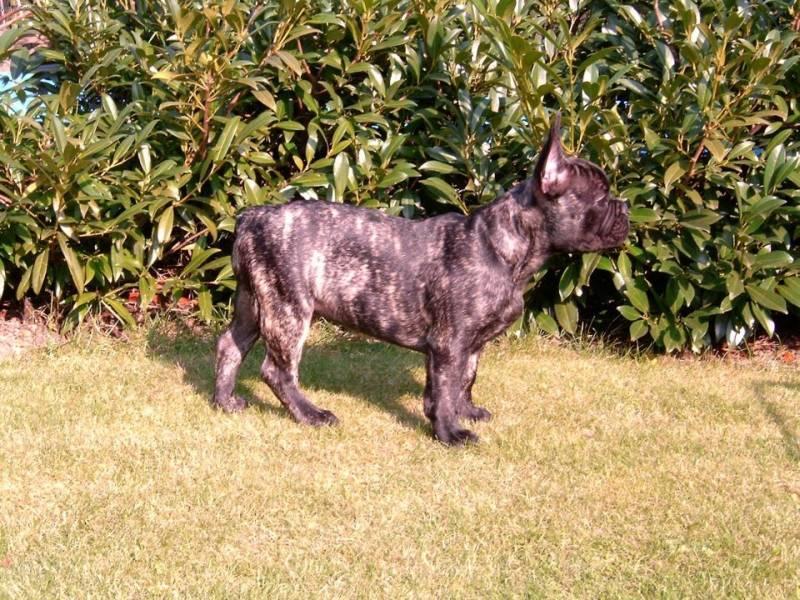 Photos: French bulldog (Dog standard) (pictures, images)