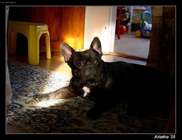 Photos: French bulldog (Dog standard) (pictures, images)