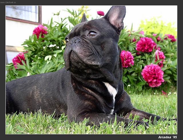 Photos: French bulldog (Dog standard) (pictures, images)