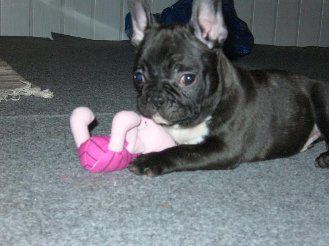 Photos: French bulldog (Dog standard) (pictures, images)