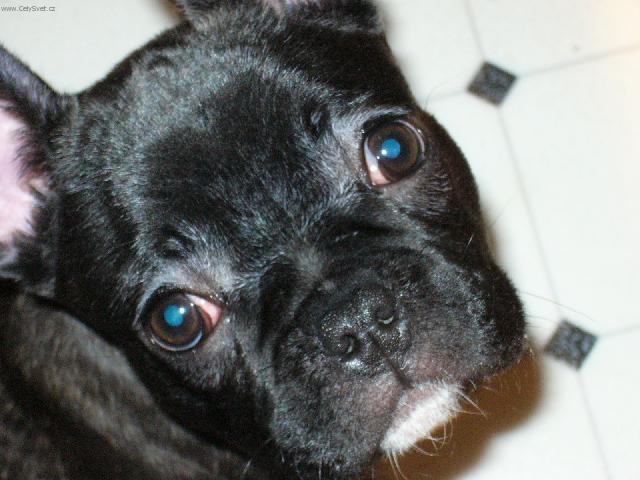 Photos: French bulldog (Dog standard) (pictures, images)