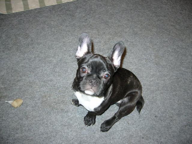 Photos: French bulldog (Dog standard) (pictures, images)