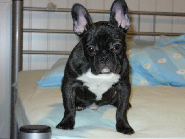 Photos: French bulldog (Dog standard) (pictures, images)