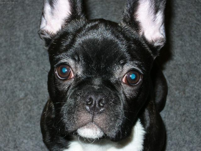 Photos: French bulldog (Dog standard) (pictures, images)