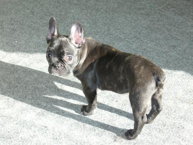 Photos: French bulldog (Dog standard) (pictures, images)