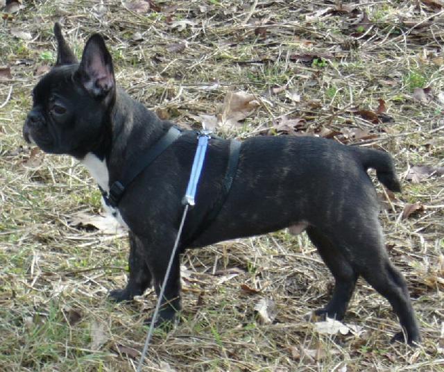 Photos: French bulldog (Dog standard) (pictures, images)