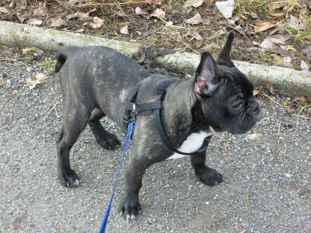 Photos: French bulldog (Dog standard) (pictures, images)