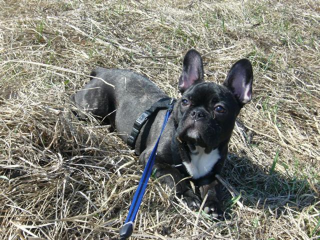 Photos: French bulldog (Dog standard) (pictures, images)