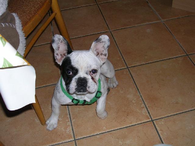 Photos: French bulldog (Dog standard) (pictures, images)