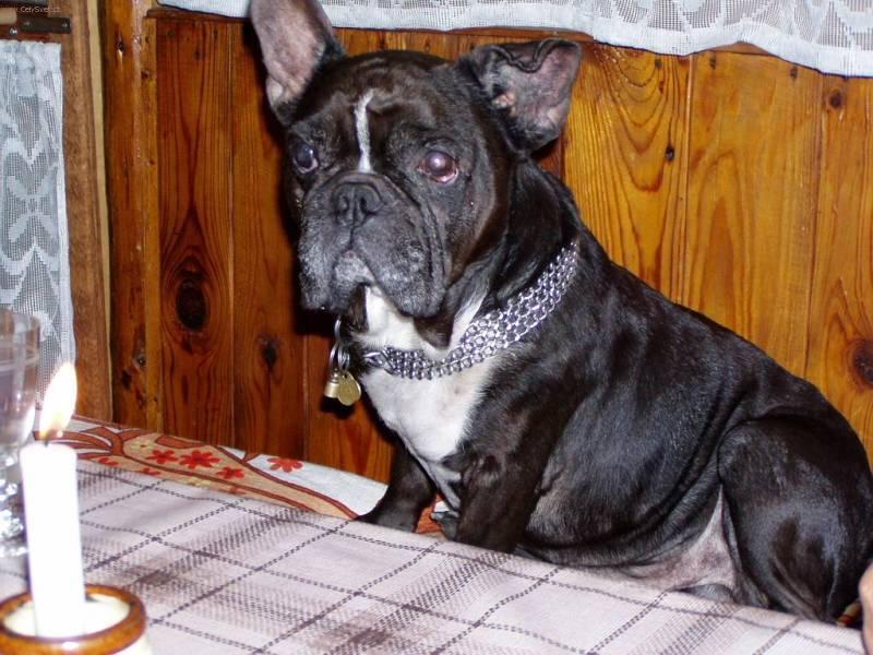 Photos: French bulldog (Dog standard) (pictures, images)